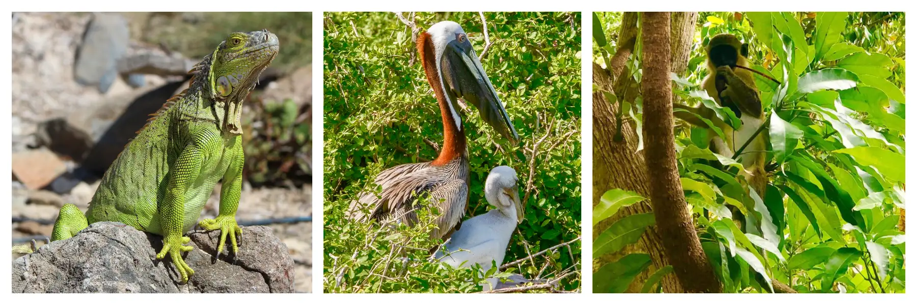 Nature, Wildlife, Pelican, Iguana, Wild Monkey on Sint Maarten - St Martin